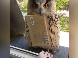 Госпођо, писао вам Хари Потер