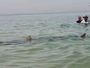 Пливање са ајкулама у топлим водама Хадере