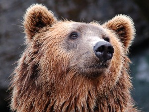 Блиски сусрет медведа и пролазника надомак Бањалуке