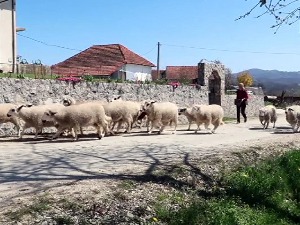 Хоће ли се ширити стада у драгачевским селима – могу ли субвенције у томе помоћи