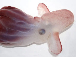 Император Дамбо хоботница, још једно необично створење са дна мора