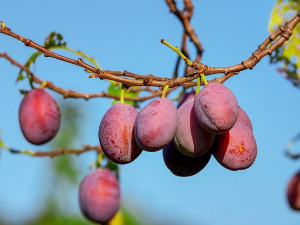  1001 Траг - У сокаку комшија ми јутрос шљиве бира - Лепа Лукић 