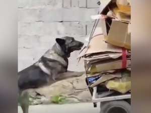 Најбољи пријатељ