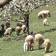 Субвенције за фарме оваца у пограничном делу Србије