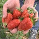Ценом јагода нису задовољни ни купци ни произвођачи – купују се чак и на комад