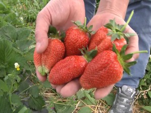 Ценом јагода нису задовољни ни купци ни произвођачи – купују се чак и на комад