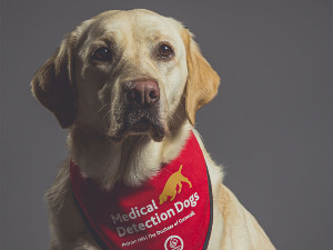 Бржи од пи-си-ар теста: Пси откривају ковид инфекцију за секунд