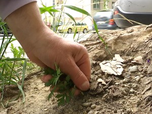 Хоће ли тендер за сузбијање амброзије бити бржи од њеног цветања