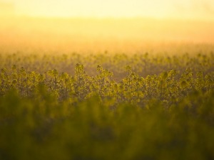 Имагинарни пејзажи