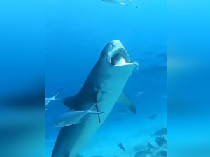 Двоглава ајкула