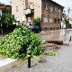Јака киша у Врању, оборено дрво током невремена