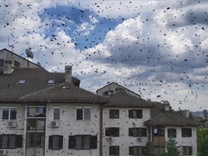Најезда оса на Бежанијској коси, станари солитера већ месец дана не отварају прозоре