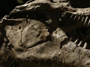 Пронађени фосили носорога који је био виши од жирафе 