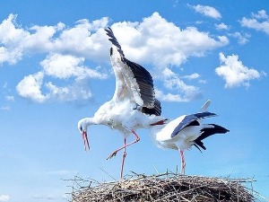 Светски дан рода - јединствене и као појава и као симбол