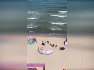 Куда иду дивље свиње?