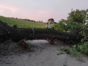Невреме код Чачка, ветар чупао дрвеће, град засуо засаде воћа