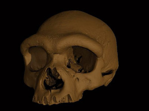 Откриће лобање „Човека змаја“ у Кини, употпуниће породично стабло људске врсте