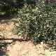Хиљаде воћара у Топлици чека цену вишње, а један има и бригу више