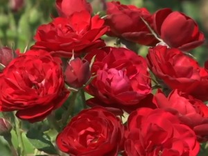 Краљица цвећа у поморавском крају