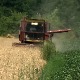 У мачванском крају биће и хлеба и погаче 