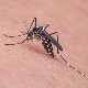 Како грађани могу да помогну у сузбијању комараца 
