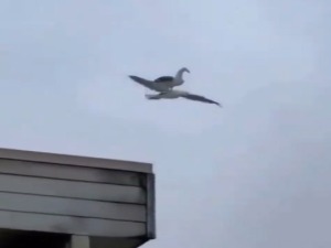 Галеб двокрилац