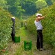 У печалбу због сезонског посла
