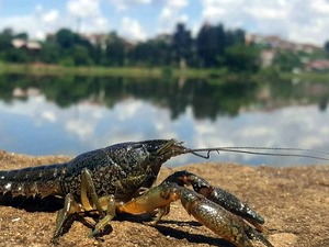 Како се заштитити од инвазивне врсте америчких ракова у нашим рекама