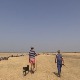 Банатски пастири очајни: Краве и овце жедне и гладне тумарају пустарама по врућини
