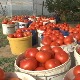 Лесковачки повртари поново делили парадајз грађанима, њихов кризни штаб изнео захтеве