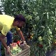 "Башта може свашта" – непрскано воће и поврће за децу која се лече од рака