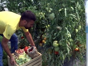 "Башта може свашта" – непрскано воће и поврће за децу која се лече од рака