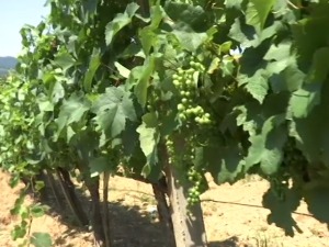 Левачки виногради замирисали белом тамјаником
