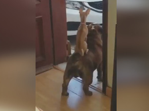 Чувам ти леђа