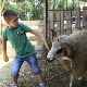 Припреме за Курбан бајрам