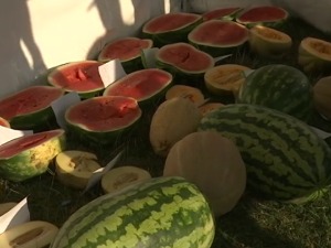 Јубиларна Бостанијада код Смедерева, изабране и најтежа и најслађа лубеница