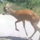 Ловци одстрелили срндаћа који је нападао људе у околини Крушевца, међу повређенима и две девојчицe
