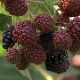 Купине нема ко да бере, какву откупну цену могу да очекују произвођачи