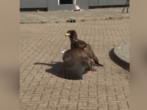 "Плен" од пластике