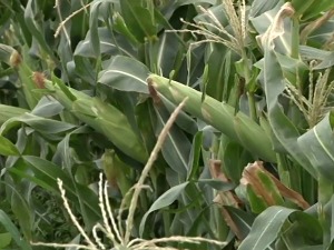 Кукуруз шећерац бере се у Глогоњу пре поврћа