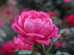  1001 Траг - Јутрос ми је ружа процветала - Зора Дремпетић 