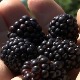 Ражањски купинари задовољни ценом
