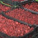 Органска малина освојила европско тржиште, цена и 500 динара по килограму