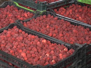 Органска малина освојила европско тржиште, цена и 500 динара по килограму