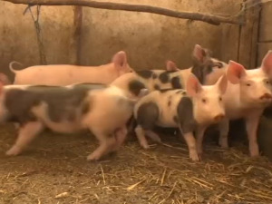 Свињска куга задаје проблеме широм Европе – каква је ситуација у Србији