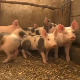 Свињска куга задаје проблеме широм Европе – каква је ситуација у Србији