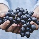 Великогоспојински пост –  шта сме да се нађе на трпези и зашто се први пут једе грожђе