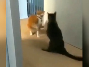 А Тајсон... невера