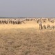 Због суше, мање траве на пашњацима у Војовидни