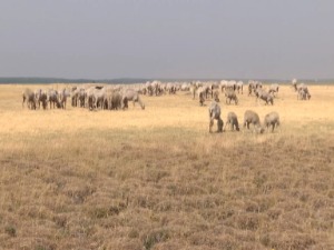Због суше, мање траве на пашњацима у Војовидни
